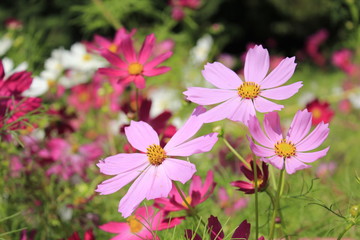 コスモス