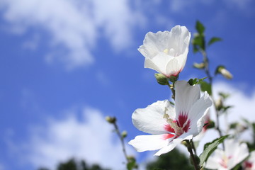 芙蓉