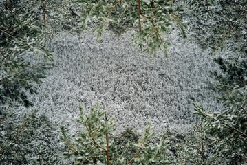Snowy pine trees landscape. madrid Spain