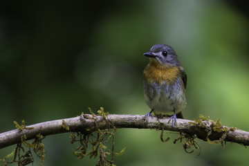 White Bellied Blue Flycatcher Female