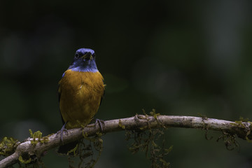 Blue Headed Rock Thrush bird perched on a small tree branch