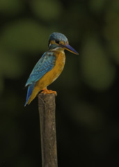 Little or Common kingfisher perched on a bamboo stem