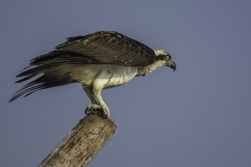 Osprey bird in a take off position
