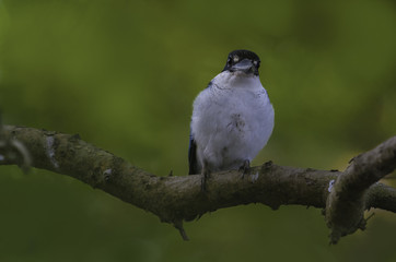 Collard Kingfisher bird perched on a tree branch