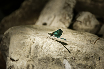 The beauty of nature