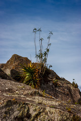 Plant of Machu Picchu ruins in Cuzco, Peru