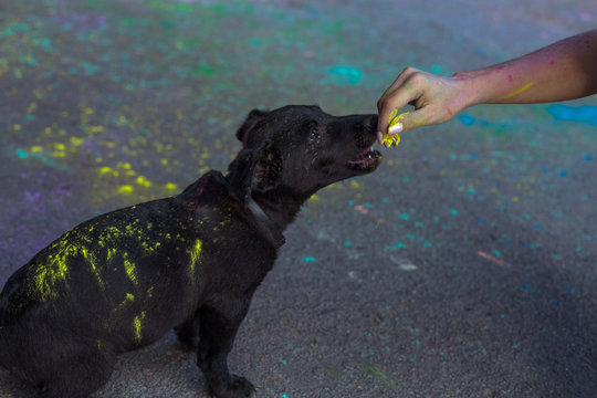 Fluffy little black dog covered with Holi paint