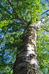 Birch tree trunk