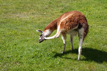 Llama in Machu Picchu, Cuzco, Peru
