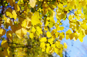 Leaves on the branches in the autumn forest.