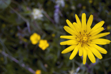 Yellow flower