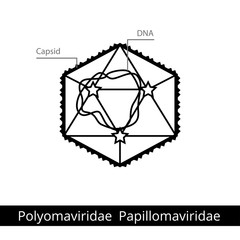 Polyomaviridae Papillomaviridae. Classification of viruses.