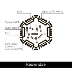 Reoviridae. Classification of viruses.