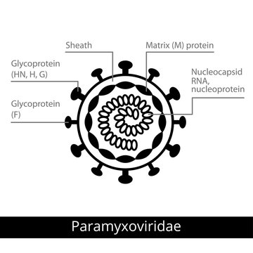 Paramyxoviridae. Classification of viruses.
