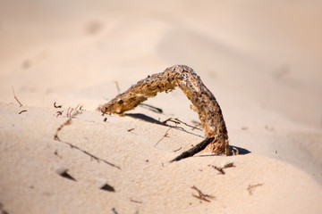 Rio Novo beaches in the region of the waterfall of the Velha Jalapao state park in Tocantins - Brazil