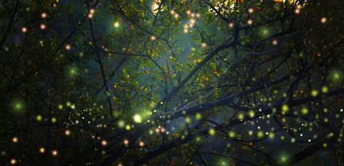 Foto auf Acrylglas Wälder Abstraktes und magisches Bild von Firefly, das im Nachtwald fliegt. Märchenkonzept.
