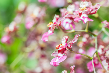 Abstract blurred background of white and purple orchid, Oncidium.