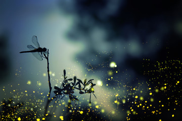 Obraz premium Streszczenie i magiczny obraz ważki sylwetka i Firefly latające w lesie nocy. Koncepcja bajki.
