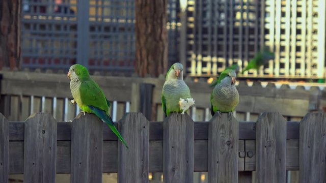 Five parrots Monk Parakeets Myiopsitta monachus eating bread
