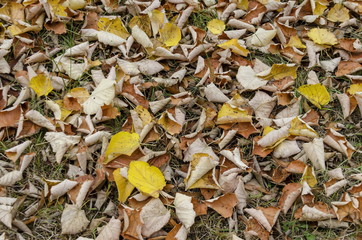 Natural background of autumnal foliage in National monument of landscape architecture Park museum Vrana in former time royal palace on the outskirts of Sofia, Bulgaria, Europe  