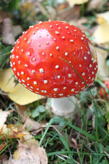 Fliegenpilz von oben mit Stil