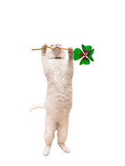 white cute cat carries four-leaf clover in mouth - lucky kitten on New Year's Eve