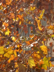 Otoño. Hoja de arbol en Barcelona