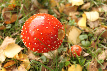Angefressener roter Fliegenpilz mit Punkten auf einer Wiese 