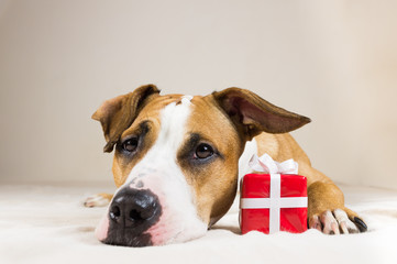 Young staffordshire terrier dog with cute little red present. Funny pitbull puppy poses close up in cozy bedroom indoor background with a surprise gift