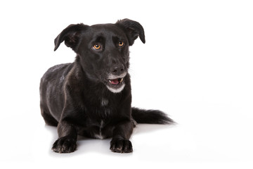 Naklejka premium Liegender Mischlingshund