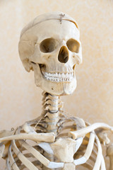 human skeleton