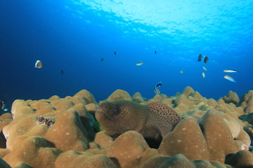 Fototapeta premium Underwater coral reef and fish