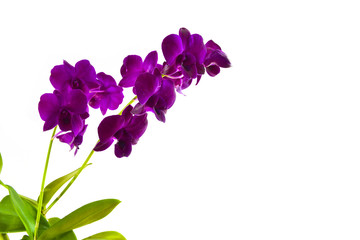 pink white purple Dendrobium phalaenopsis orchid branch are blooming with bud in tropical garden form orchid farm in Thailand isolated on white background with clipping path For design or print.nature