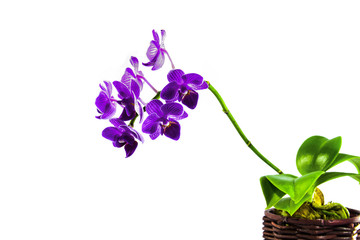 pink white purple Dendrobium phalaenopsis orchid branch are blooming with bud in tropical garden form orchid farm in Thailand isolated on white background with clipping path For design or print.nature