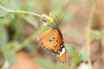 Fototapeta na wymiar Macro shooting of Big orange Monarch Butterfly feeding on a mexican daisy flower with nature garden background.