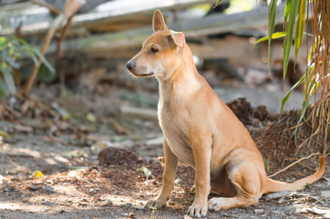 Close-up of a brown stray dog sitting and looking away. Outdoors park.