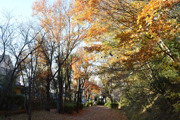 Autumn promenade