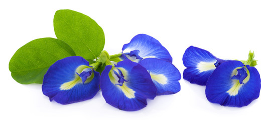 blue pea flowers on white background