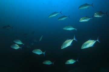Fish school coral reef underwater