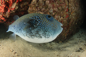 Pufferfish puffer fish