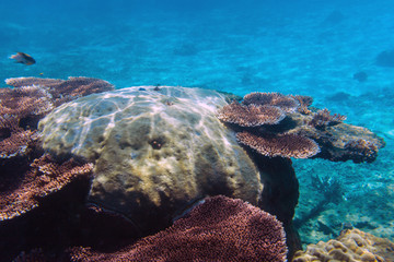 The sunlit coral reef in lagoon of South China sea near Redang island, Malaysia