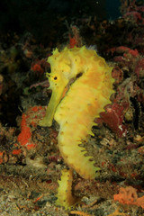 Seahorse. Yellow Thorny Seahorse