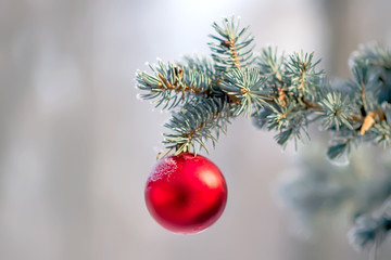 Fir branch with red ball