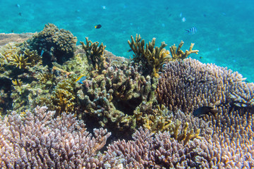 Fototapeta na wymiar The sunlit coral reef in lagoon of South China sea near Redang island, Malaysia