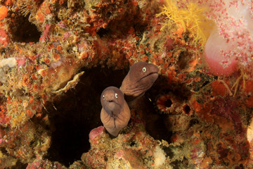 White-eyed Moray Eels
