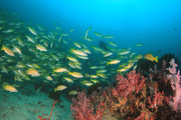 Fototapeta na wymiar Scuba dive coral reef with fish