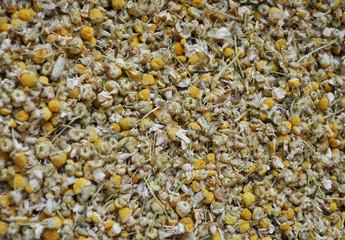 chamomile (Chamaemelum) flower background