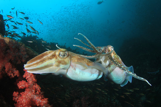 Cuttlefish pair mating