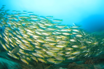 Fototapeta na wymiar Fish school coral reef underwater