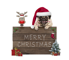 cute Christmas pug puppy dog and rednosed reindeer behind old wooden board, decorated with presents...